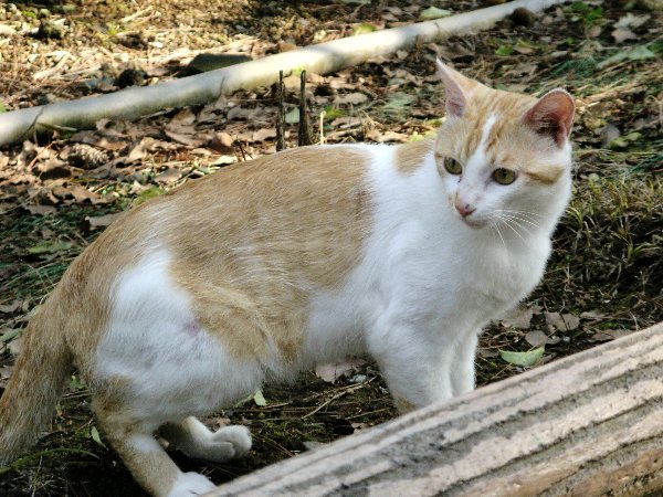 赤白ぶち猫の画像です