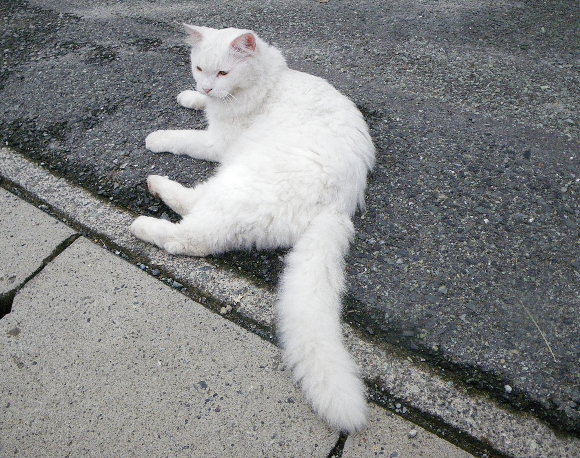 ふさふさ白猫の画像です