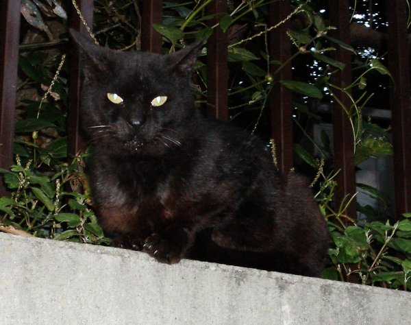 黒猫の画像です