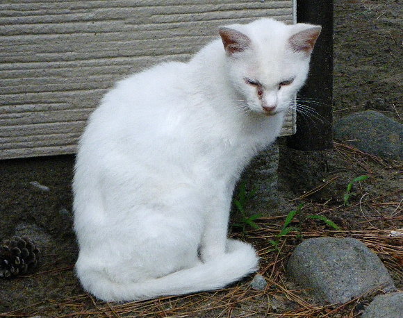 別の白猫の画像です