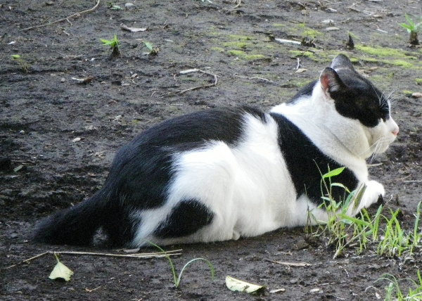 黒白ブチ猫の画像です