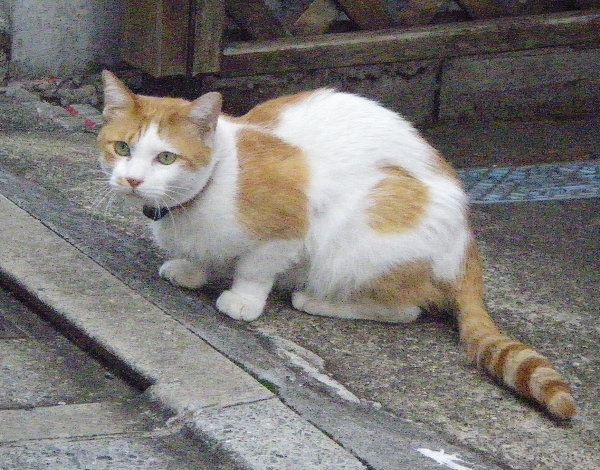 赤白ブチ猫の画像です