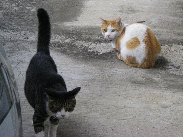 キジ猫と赤白ブチ猫の画像です