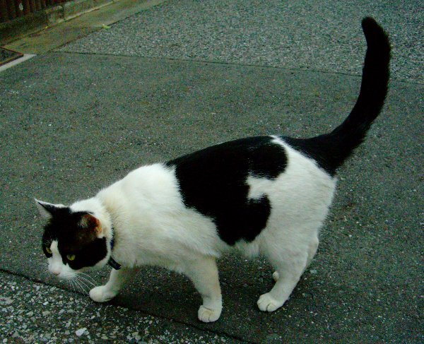 黒白の猫の画像です