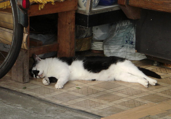 暑さでへばる猫の画像です