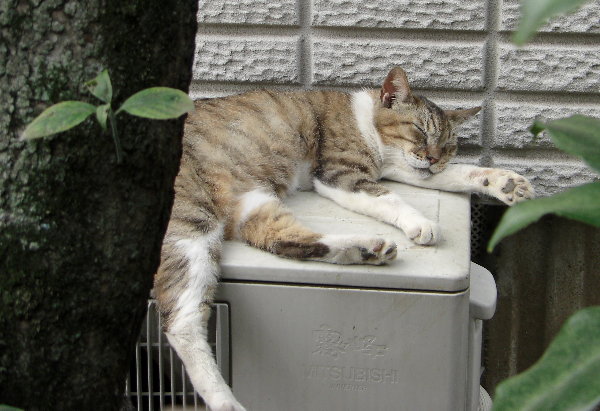 暑さでへばる猫の画像です