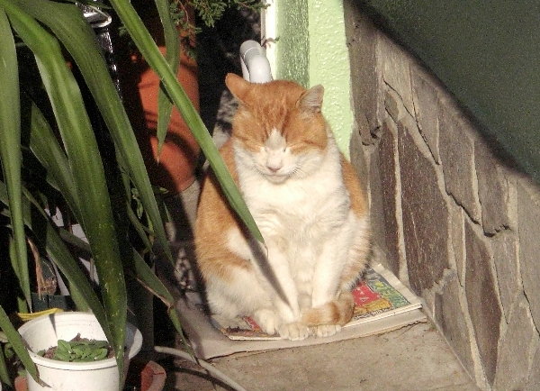 居酒屋入口脇に座る猫の画像