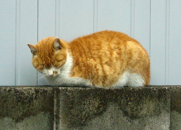 赤白ぶち猫の画像です
