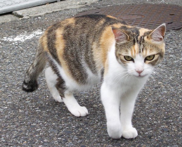 七里ヶ浜の路上にいた猫の画像です