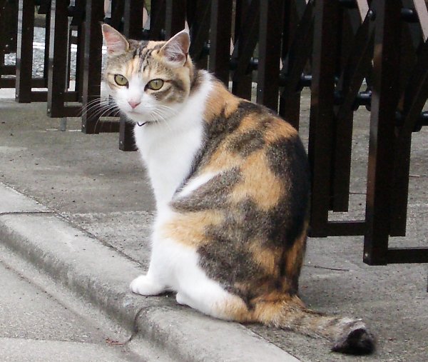 七里ヶ浜の路上にいた猫の画像です