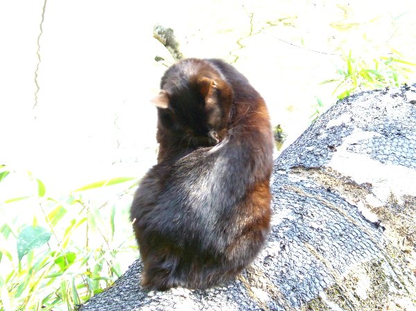 黒猫の背中の画像です