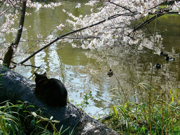 桜の木で休む黒猫の画像です