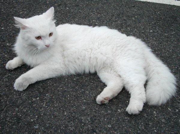 白猫の画像です