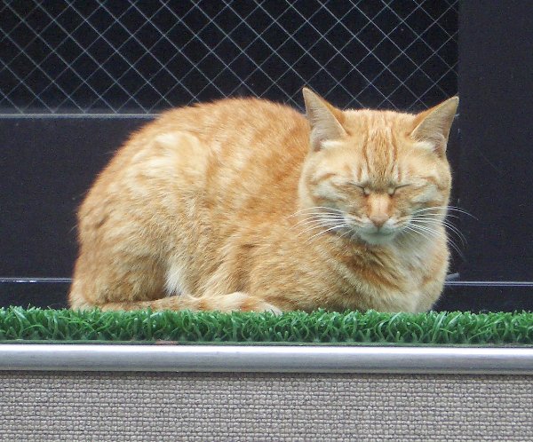 人工芝の上で眠る猫の画像です