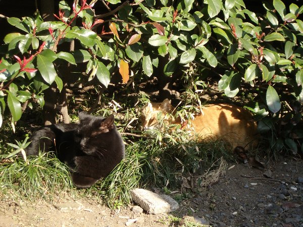 ひなたぼっこする黒猫と赤とら猫の画像です