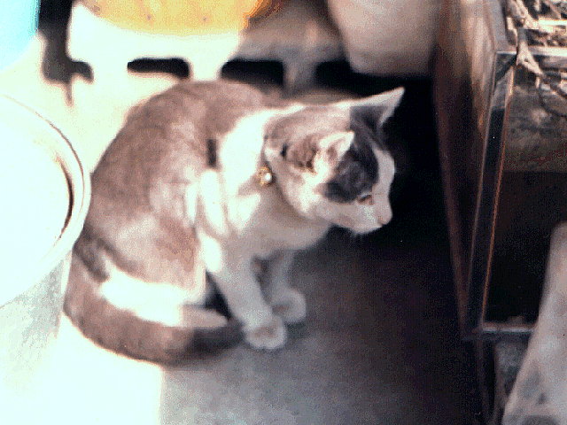 昔の飼い猫ボビーの画像です