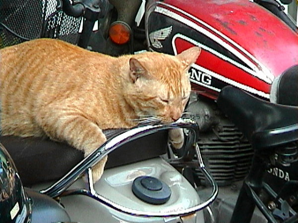 オートバイの座席に乗っかる猫の画像です