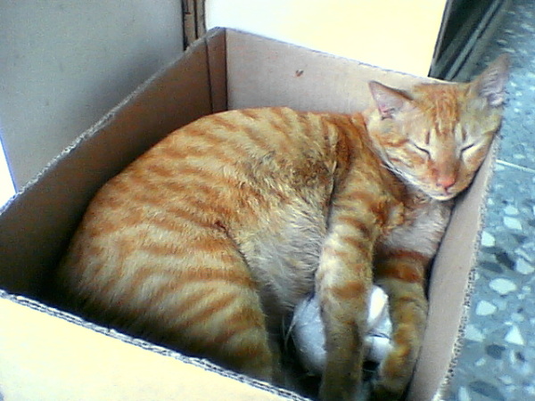 本屋の店頭に出された箱に入る猫の画像です