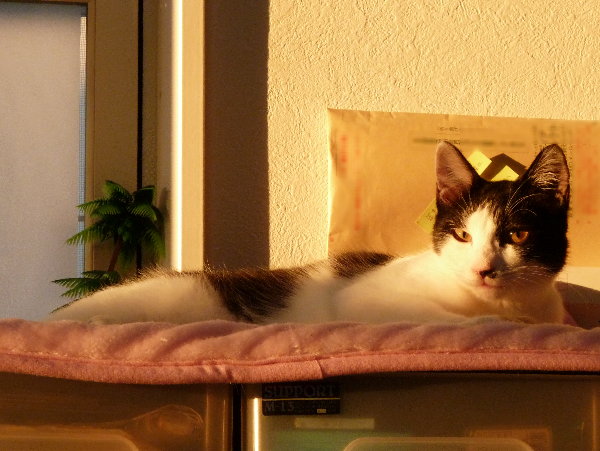 飼い猫ランの画像です