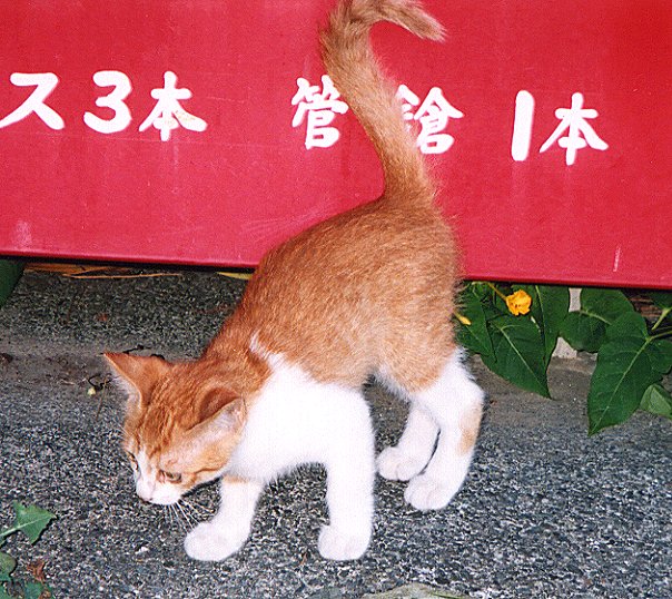 赤白ぶち子猫の画像です