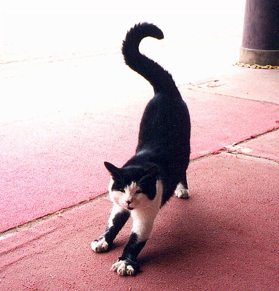 小布施駅の猫の画像です