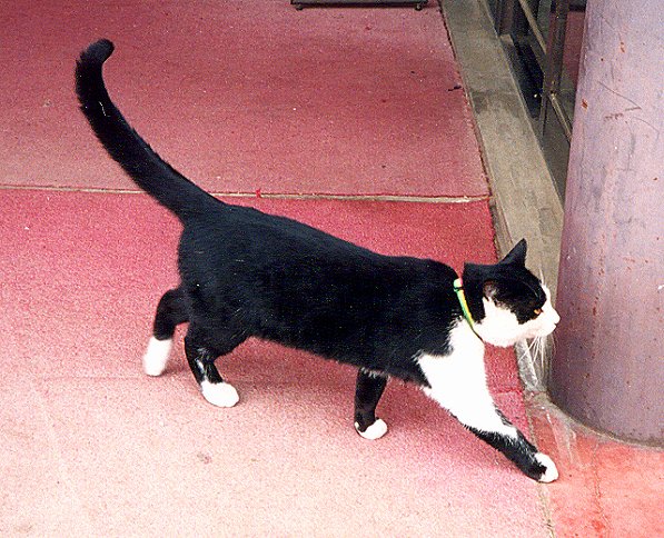 小布施駅の猫の横向き画像です