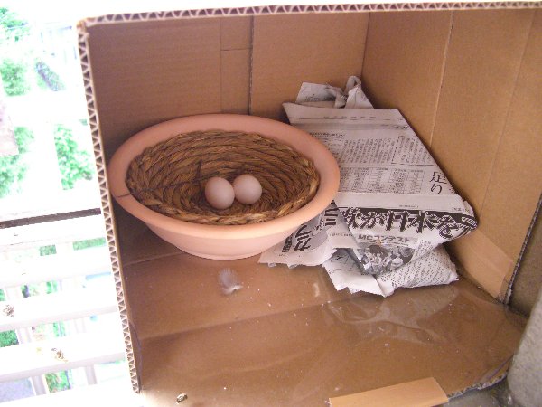 卵が入っている巣皿の画像です