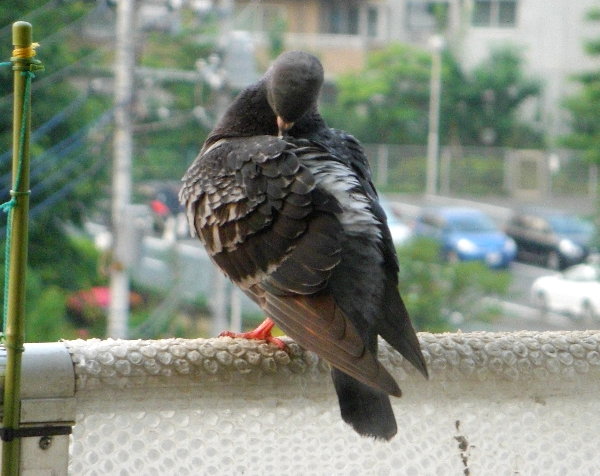 羽づくろいするピヨスケと思われる鳩の画像