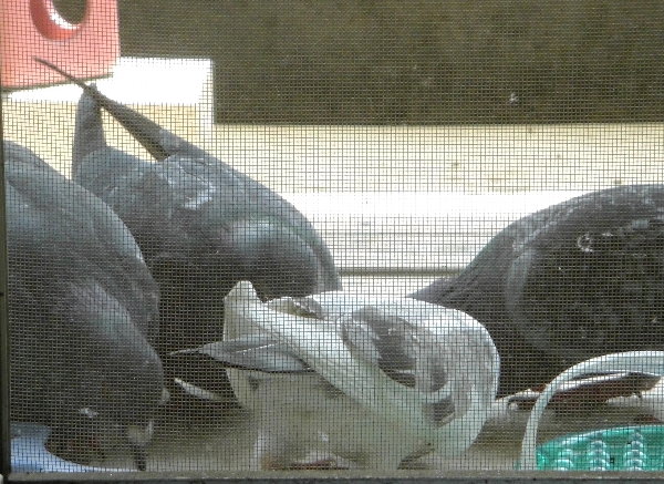 他の鳩に混じって餌を食べる白ちゃんの画像