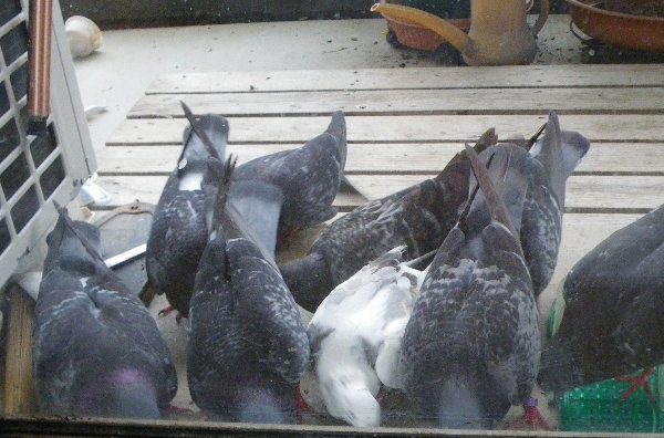 他の鳩とともに餌を食べる白ちゃんの画像